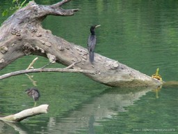 Birds and Turtle on Belize River