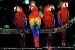 Scarlet Macaw Close-up