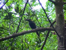 Toucan in forest at Rincon de la Vieja National Park