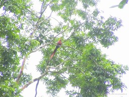 Scarlet Macaw near Dos Brazos