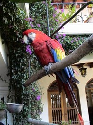 Pet Scarlet Macaw