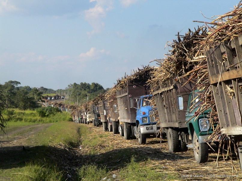 Trucks with Sugar Cane harvest at refinery south of Orange Walk