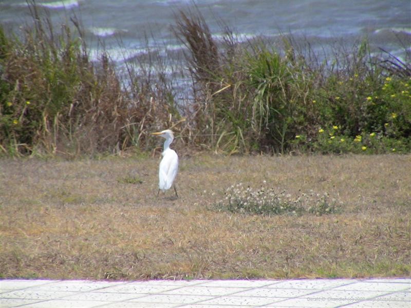 White Shore bird