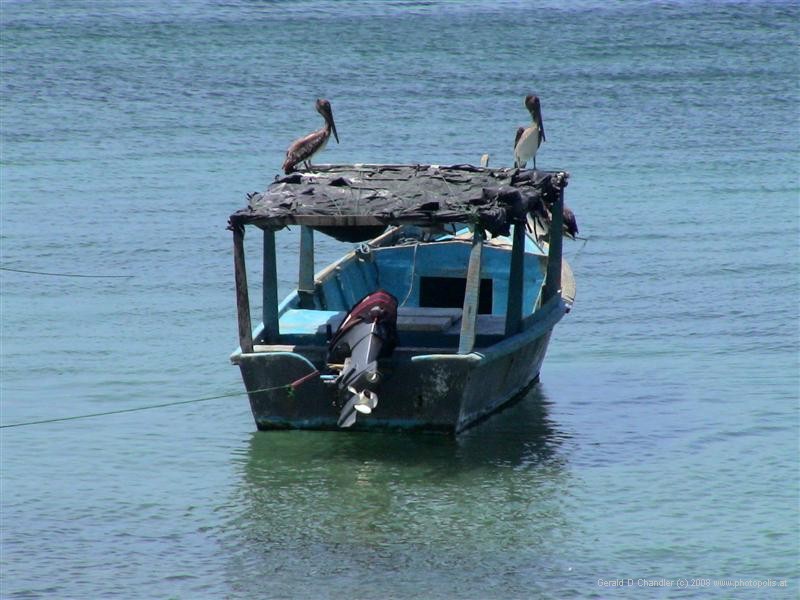 Two pelicans on a fishing boat