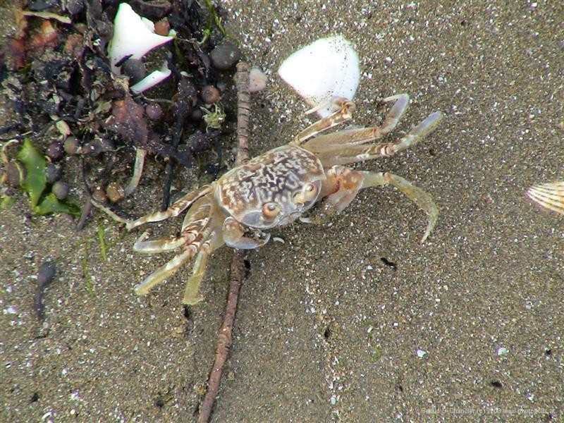 Crab, Bahia Salinas