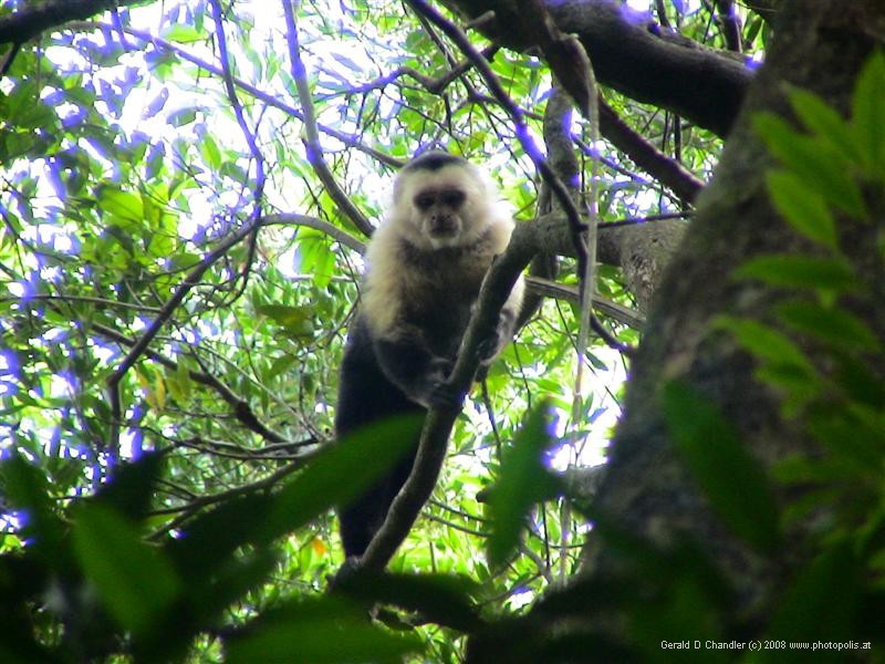 Capuchin Monkey, Rincon de la Vieja N. P.