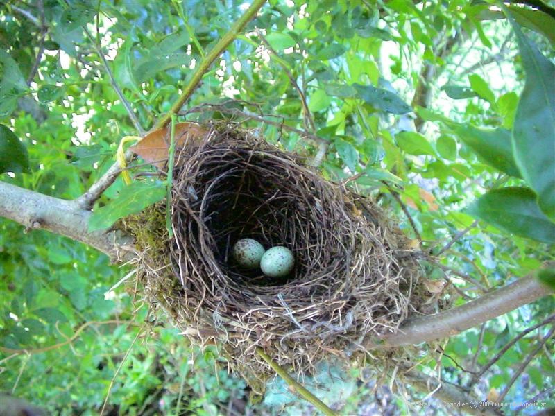 Eggs in Nest, Heredia