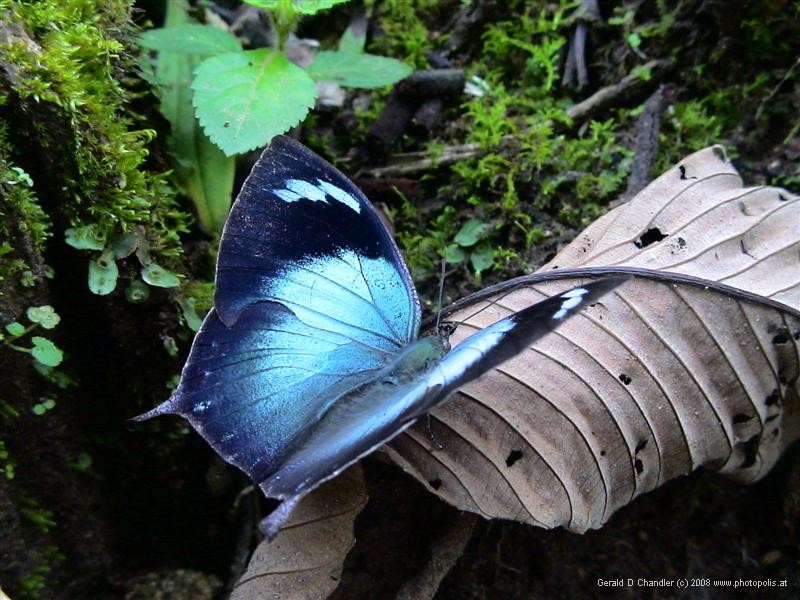 The Lovely Morpho Butterfly