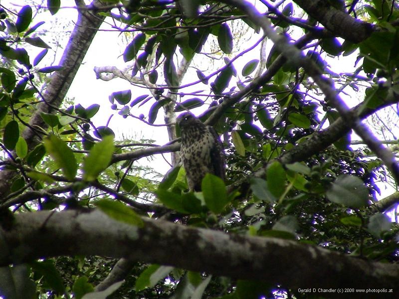 Peregrine Falcon, Ceibal