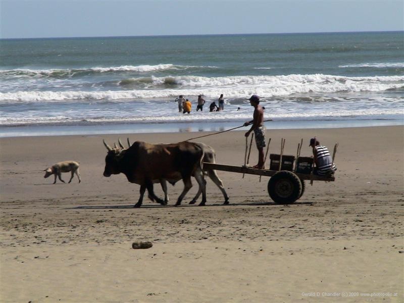 Man and ox cart, La Boquita Beach