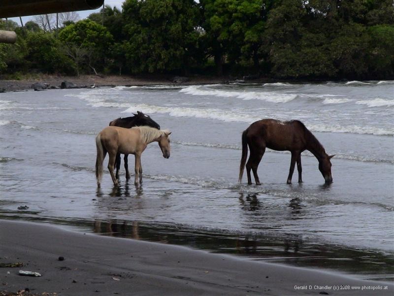 Horses on Taguizapa Beach