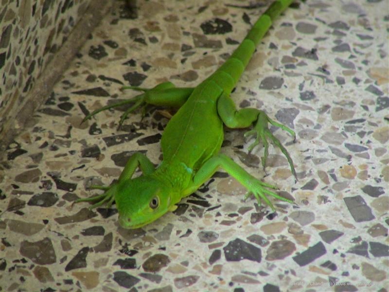 Lizard at Gran David Hotel, Santiago