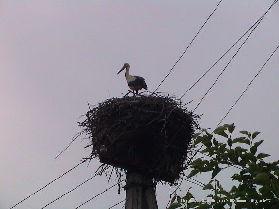Stork Nesting on Narodichi Telephone Pole