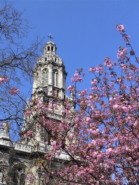 Church Tower with Cherry Blossoms