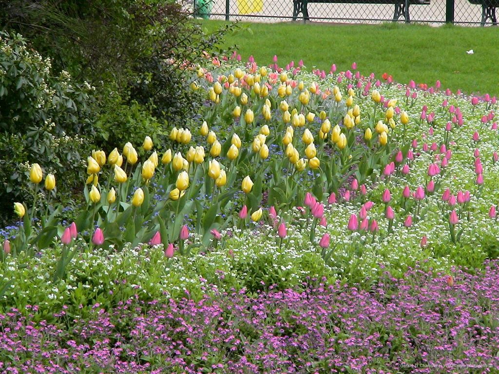 Flower Border of Tulips