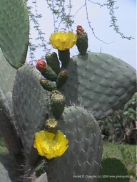Coahuila Cactus