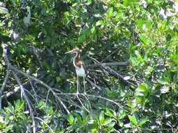 Bird in tree on waterfront near Castillo San Felipe