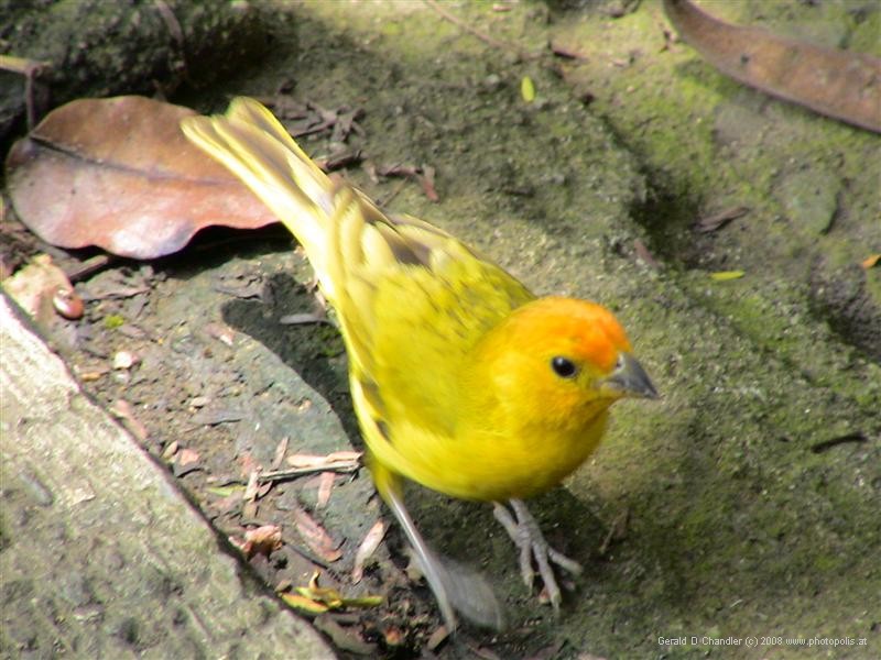 Yellow Song Bird
