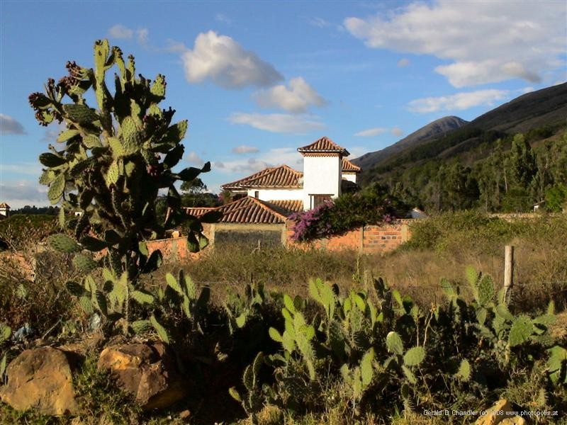 Cactus and house on Calle 13