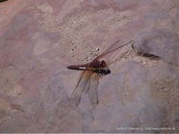Dragon Fly, Oak Creek Canyon