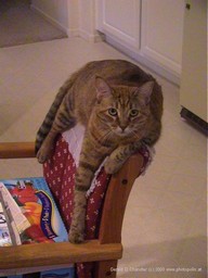 Chandler Cat on chair back