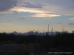 Saguaro NP East Sunset