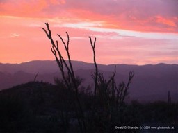Saguaro NP East Sunset