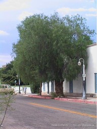 Historic Building with Pepper Tree, Tucson