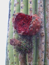 Fruit on cactus, Organ Pipe Cactus NP
