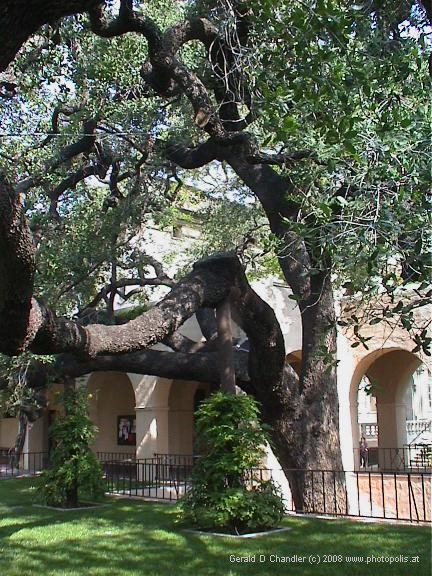 Live oak between Gates and Dabney; sketched by Gerry as undergraduate
