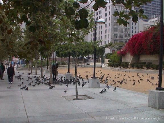 Downtown Pershing Square - Pigeons