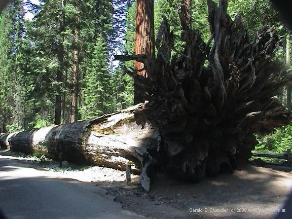 Mariposa Grove fallen Sequoia with Roots