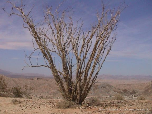 Desert Bush, Anza-Borrego State Desert