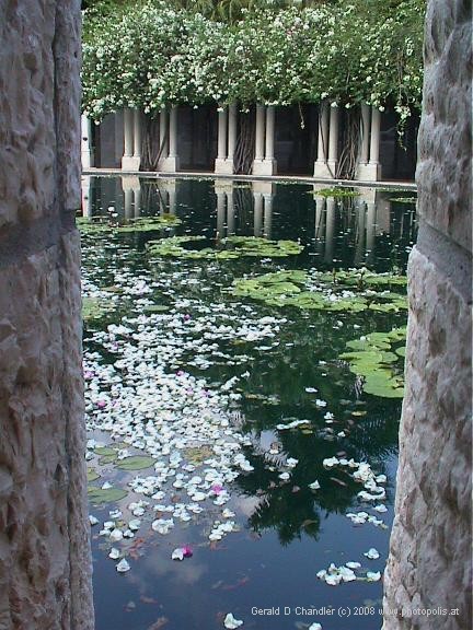 reflecting pool with tranquil flowers